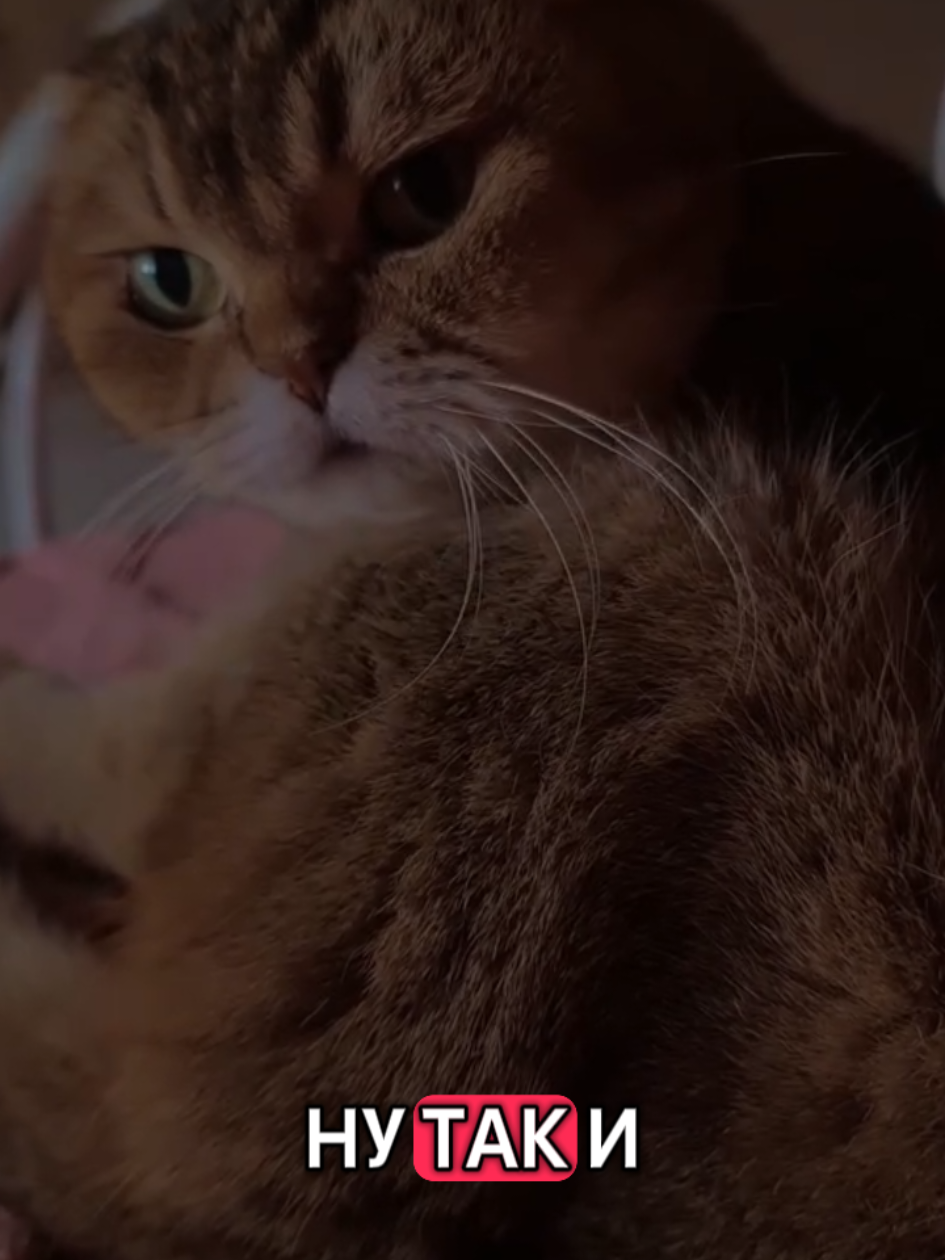 #кошкаприкол #кошка #cat #кошкамоя #catsoftiktok 