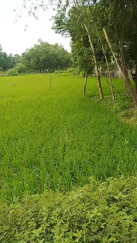আসলে এক সাথে থাকতে থাকতে ভালোবাসা ঠিকই চলে আসে।।।🎀🦋।#creatorsearchinsights 
