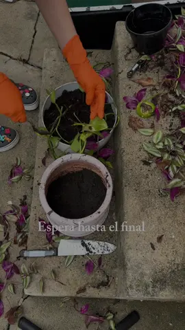 Se canceló😭 en la primavera lo volveré a intentar otra vez 🤣🤣🤣  #plantas #señoraera #plants #cancel #fyp 