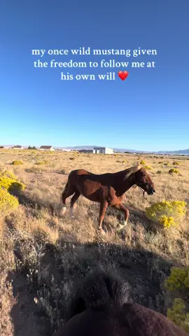 he’s such a sweet boy ❤️🥹  • • #horsesoftiktoktok #horses #horsetok #horselovers #mustangsoftiktok 