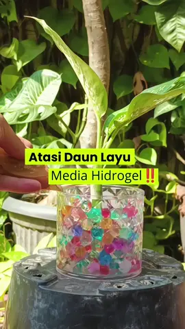 🌱 Cara Atasi Daun Layu pada Tanaman Hias dengan Media Air & Hidrogel 🌿✨ 👉 Kalau daun tanaman hias kamu mulai layu atau pucat padahal medianya hidrogel, bisa banget dicoba pakai Growth Booster dari @workplant.id 💧🌸 Produk ini bantu cukupi nutrisi akar & daun biar tanaman tetap segar, hijau, dan tumbuh subur meski tanpa tanah 🌼💚 Cocok banget buat kamu yang pakai media hidrogel di rumah, kantor, atau meja kerja biar tanamannya tetap cantik & sehat setiap hari 🌷 #tanamanhias #hidrogel 