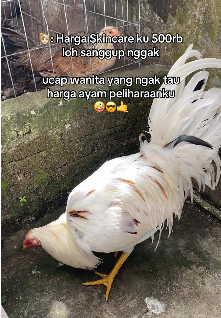 #ayamphilipin🇵🇭 