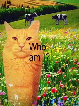#corndogcat #cat #brainrot 