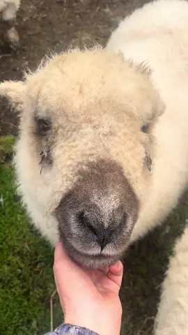 My sweet Peanut ❤️ #arnbegfarmstayscotland #petsheep 