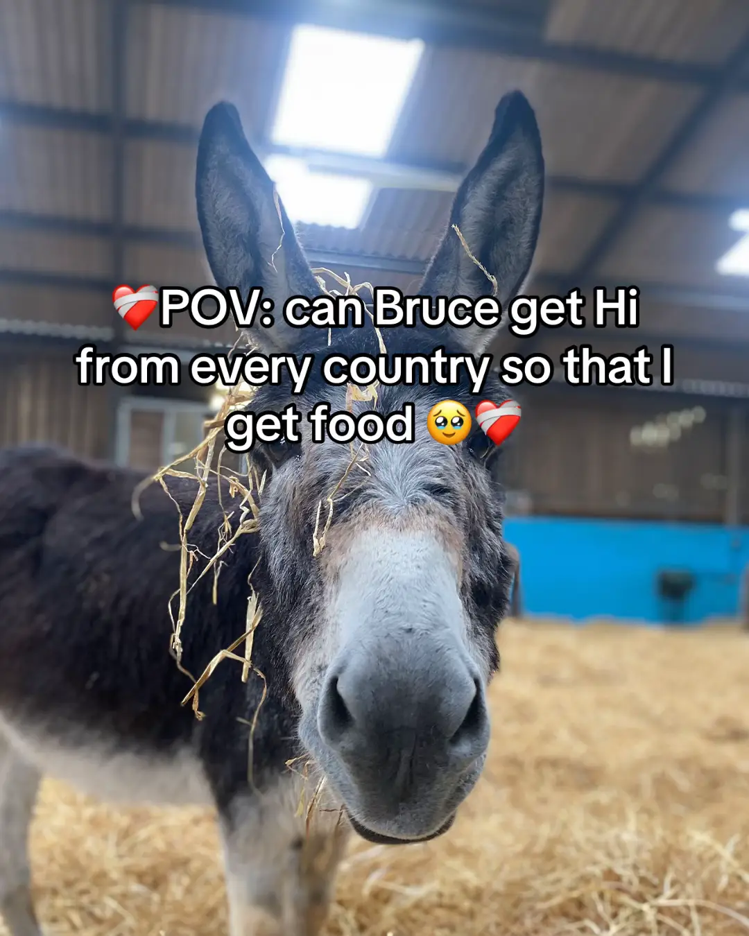 🆘POV: can Bruce get Hi from every country so that I get food 🥹❤️‍🩹 #fyp #donkeyrescue #donkey #rescue #goviral 