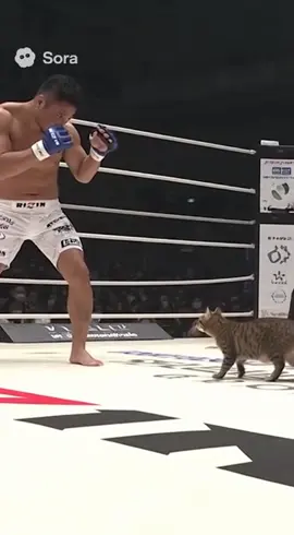 rizin大晦日予想 #rizin #朝倉未来 #ブレイキングダウン #猫 #朝倉海 