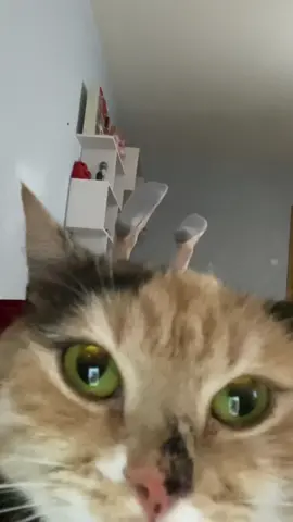 тгк: Хлоя и Фрейя - заказать сигну можно там 🐈