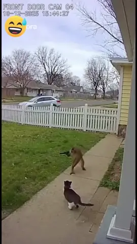 OMG 😱😳#Cat Vs monkey😱#viralvideo #ai #dontunderriviewmyvedioplz 