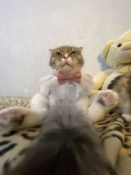 тгк: Хлоя и Фрейя - заказать сигну можно там 🐈