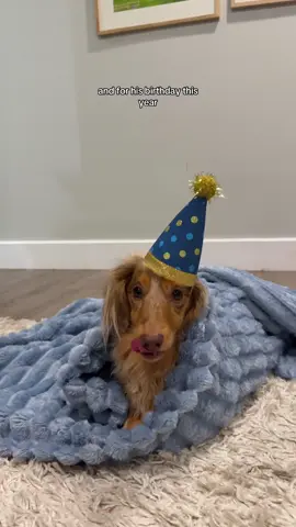 Eight birthday presents for Roswell’s eighth birthday 🎉  #dachshund #dogbirthday 