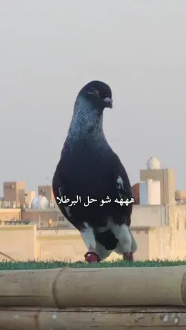 #اكسبلور #حمام #متابعة #سوريا🇸🇾 #الاردن🇯🇴 