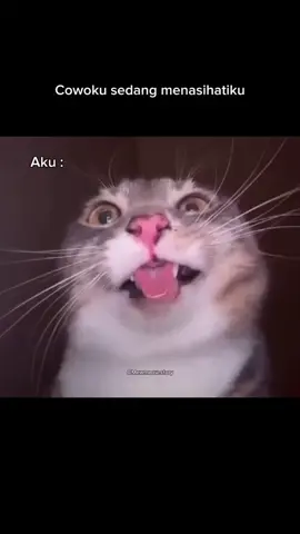 nyenyenye🗿 #pov #mk #kucing #relateable #fyppppppppppppppppppppppp 