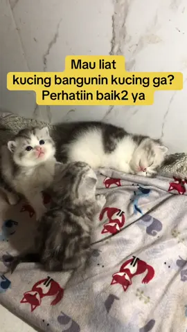 Perhatiin tangannya si Sapi ya gaes ya, asli kocak banget dah. Mana si Gembul tidur mulu.  #kucinglucu #bsh #openadoption #britishshorthair #bayigemes 