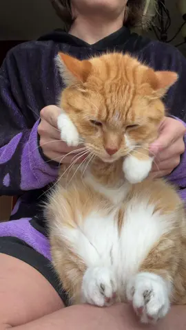 #fyp #kittylove42716 #cat #orangecat 