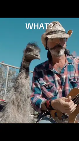 When you have faith in animals not humans #foryoupage #animals #funny #music 