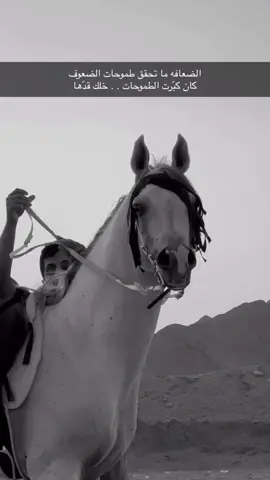 برهان ابن جرير الخالديه #CapCut #المدينة_المنوره #الخيل #fyp #horses 