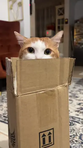 Order sabun baju, tp dapat kucing cmne ni? 🙈🙈🙈 dah la lebih muatan. #throwback 