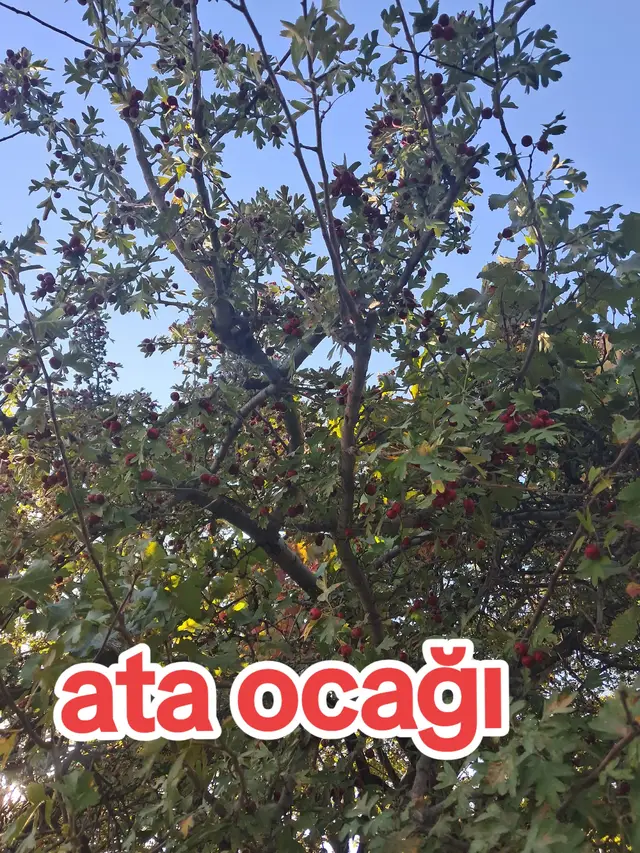 atamı ocağı 🤲🤲❤🧿💙💋