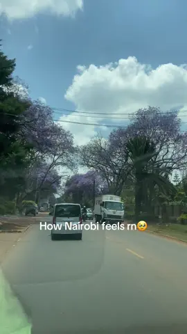 Isn’t it beautiful? 🥹#jacaranda #kenyantiktok🇰🇪 #flowers #nairobi 
