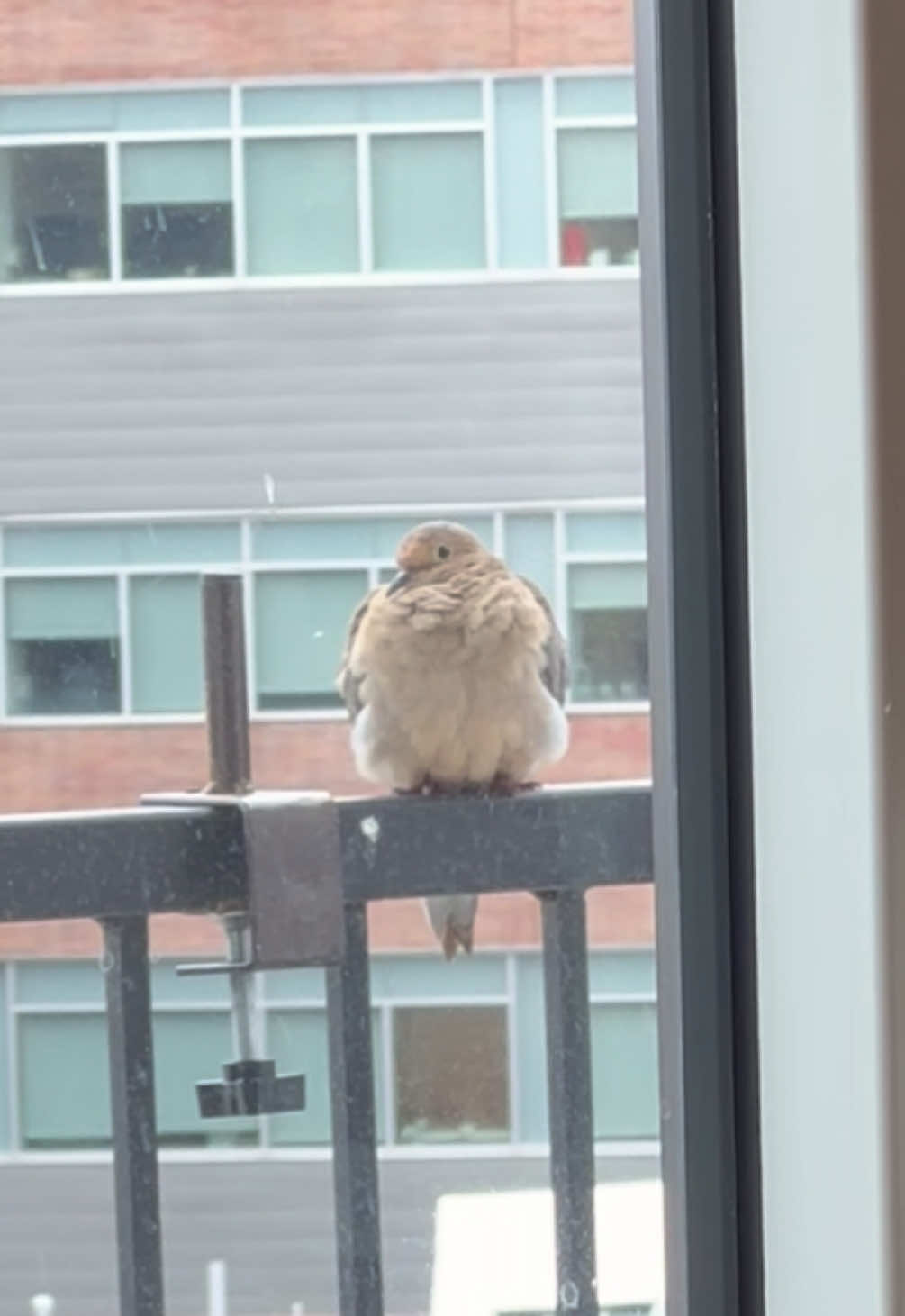 fluffy baby came to visit this morning 🥹 #bird #cuteanimals #mourningdove #birdwatching #birdsoftiktok 