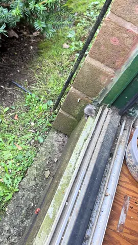 A little shrew sniffed out my bowl of peanuts #shrew #northernshorttailedshrew #shrews #wildlife #wildanimals 