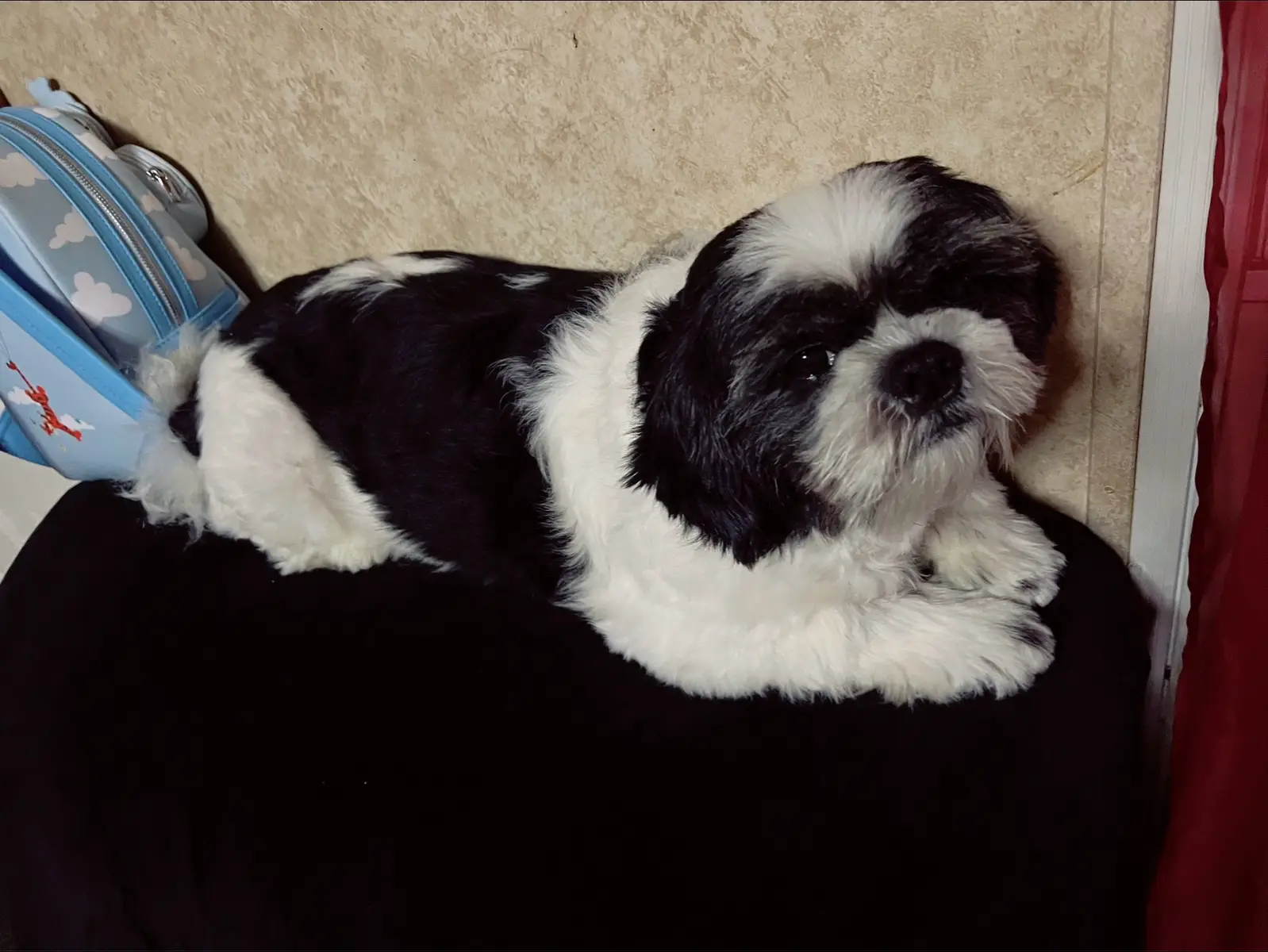 #haloween @Key's Rio's @biancagaona32 @Fani 