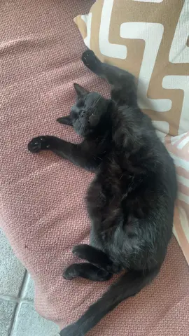 #foryou #fypage #blackcats #cats #gatos 