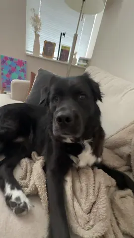 Letting TikTok choose the sound! So accurate! #trends #tiktoksound #dogsoftiktok #shadow #dogs 