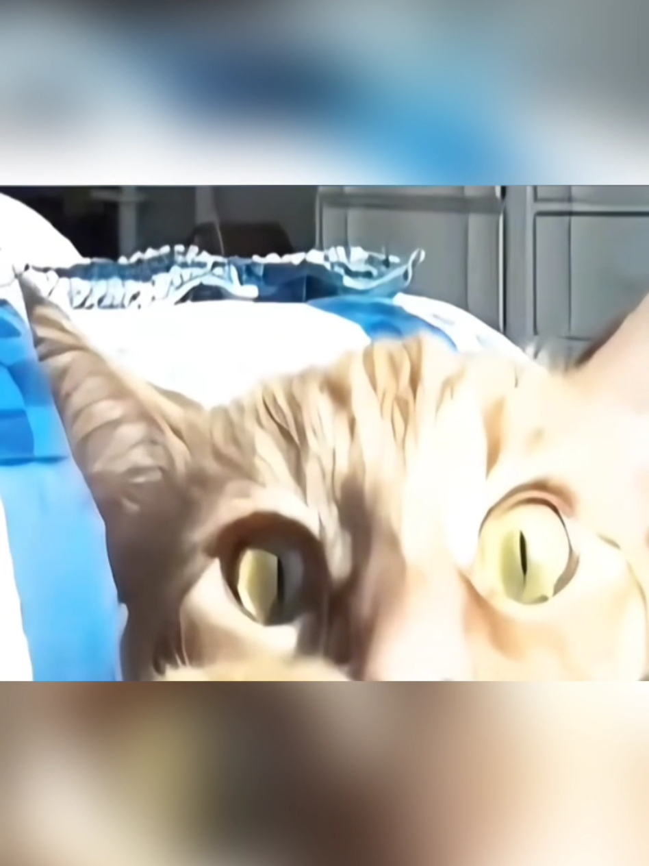 #cat #cute #catvideo #cutecat #funny 