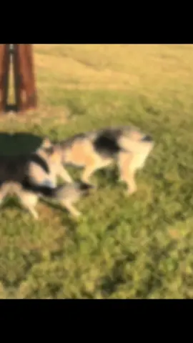 They are goofy #fyp #gsd #fypage #dogsoftiktok #PetsOfTikTok 