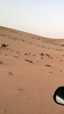 #الـمـردعــي #ارشيف #شروره #الابل#tiktok 