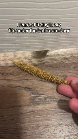 #fyp #birbs #pets #parakeet #sillygoose 