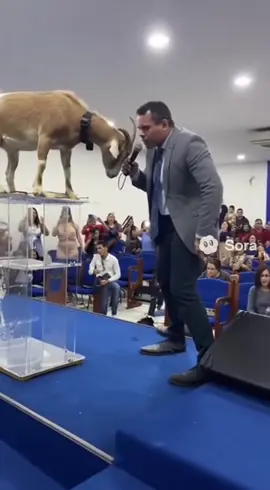 Pode um bode na casa do senhor?😱