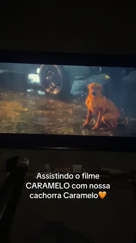 Obrigada @Netflix Brasil , eles sabem que venceram o abandono🧡 #caramelo #cachorrocaramelo 