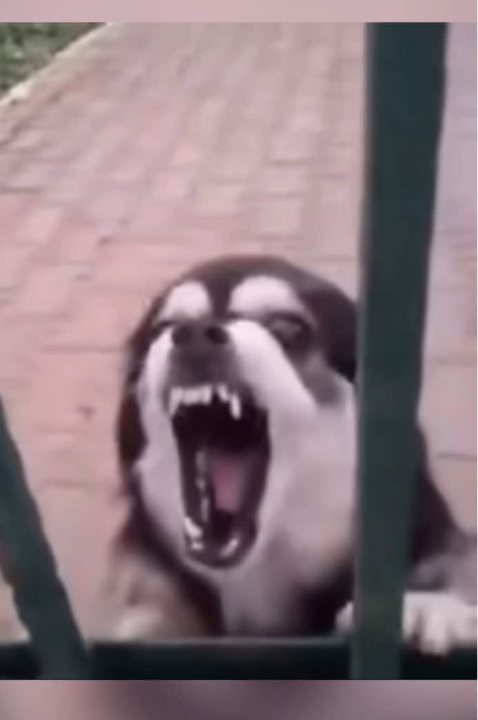THIS VID IS MY FAVORITE!! #funnydog #dogsoftiktok #hilarious #funny #dog 