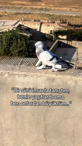 🕊️;)#keşfet #tutartik #kesfetteyiz #fyppppppppppppppppppppppp #denizgezmiş 