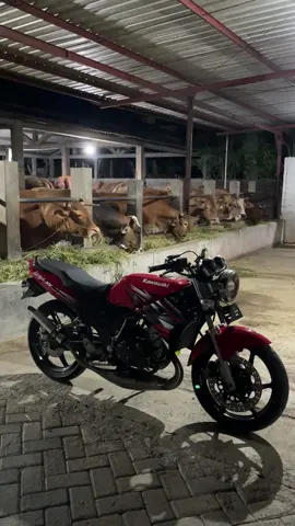 ayem😇#sapi #sapisuper #sapijumbo #fypシ #pyfツ 