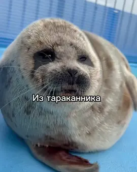 Тiлiнi #тюлень #рек @тгк @yngbless заметь пж