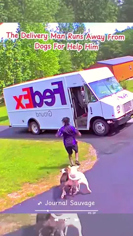 The delivery man runs away from dogs help him😂 #satisfying #animals #dogs 