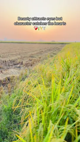 Beauty attracts eyes but character catches the hearts❤️‍🩹🌾🕊️ #viralideo #fyp #foryoupage❤️❤️ #creatorsearchinsights #creatorsearchinsights 