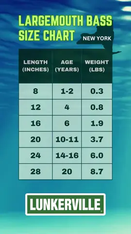 How old are largemouth bass based on their length? And how much do they weigh? Here’s a quick guide to approximate the age and weight of your catches, based on length. In general, the age of a largemouth bass can be approximated by its length, but it's important to remember that a number of factors, including diet, habitat, and the particular genetics of the fish can influence its growth rate. Therefore, these are very rough estimates and actual ages can vary. Also, location is a big factor, so these figures are for New York State. #bassfishing #bassfishingtips #bassfishingbasics #lunkerville #fishingtvshow #sizechart