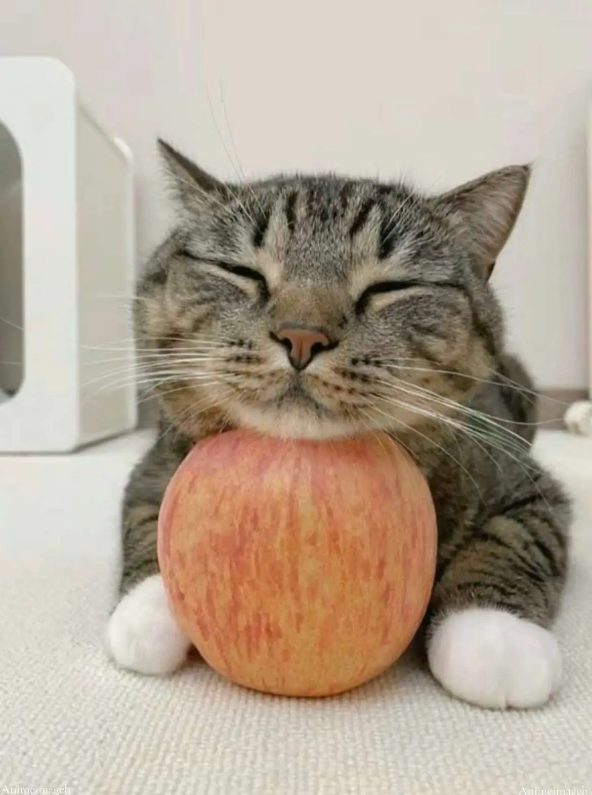 #anime #animeart #art #animeimageh #roshidere #alya 