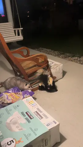 my husband thought it would be a good idea to leave cat food outside… #wildanimals #skunk #possum #fyp #funny 