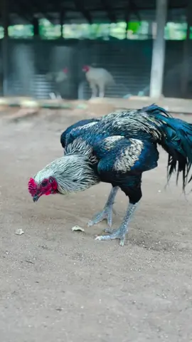 #ayam #bangkok #mangon 