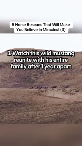 5 Horse Rescues That Will Make You Believe In Miracles! (3)