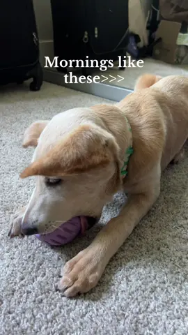 TLOASG + Pupsicle = great day ahead!  @Woof Pet  #TSTheLifeofaShowgirl #woofpack #swifttok #puppytiktok #labpuppy 