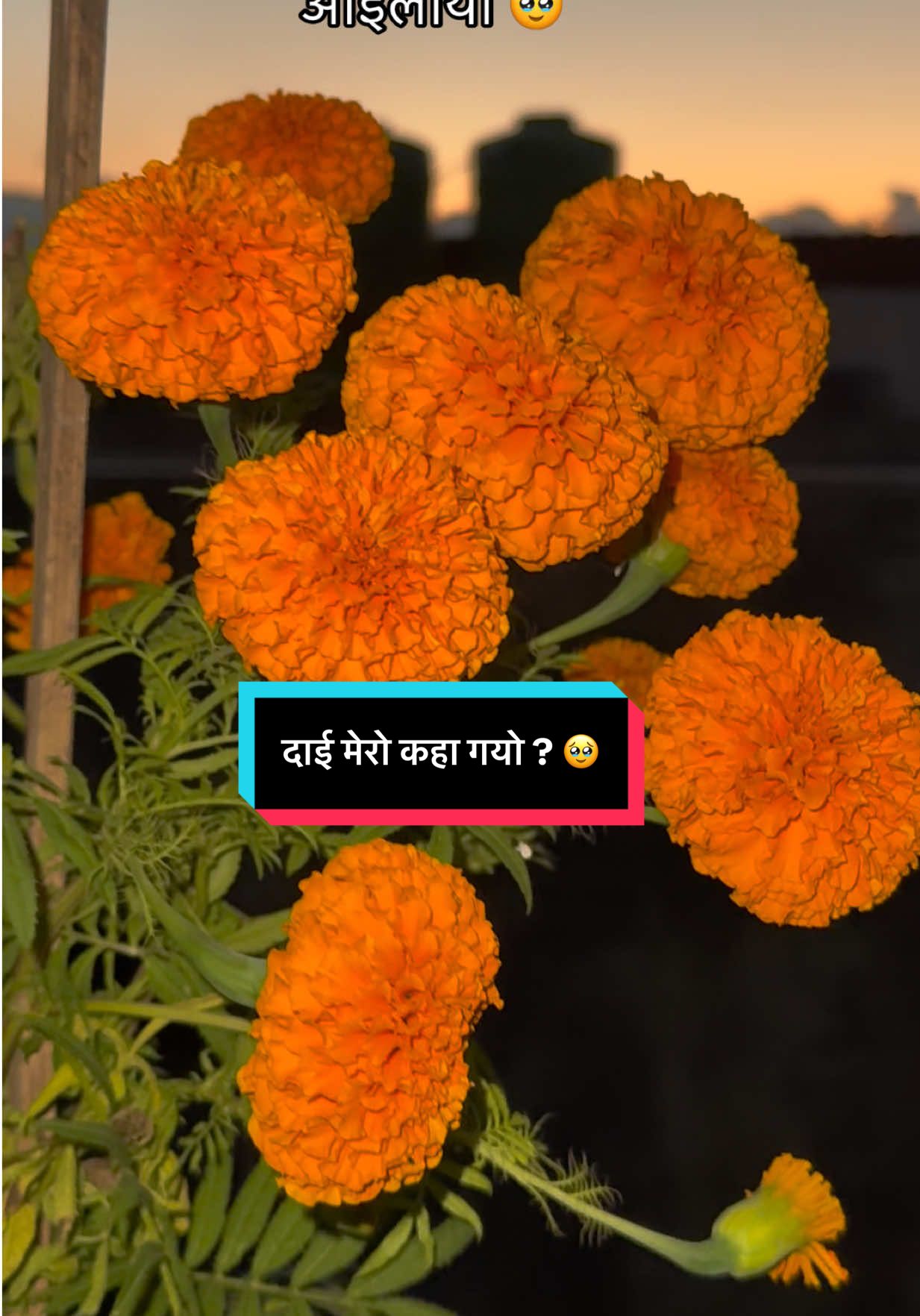 🔚🥹 दाई मेरो कहा गयो सयपत्री फुल ओईलायो 🥹 यसपाली पनि मेरो दाईहरुसॅंग टीका लगाउन पाईदैन 😭 Happy Tihar to you all in advance 🥰🙏 Trending Nepali song Bhaitika Festival for brothers sisters love & bonding 😘 #fyp #foryoupage #fypシ゚viral #creatorsearchinsights #foryou @Anushka ❤️ 