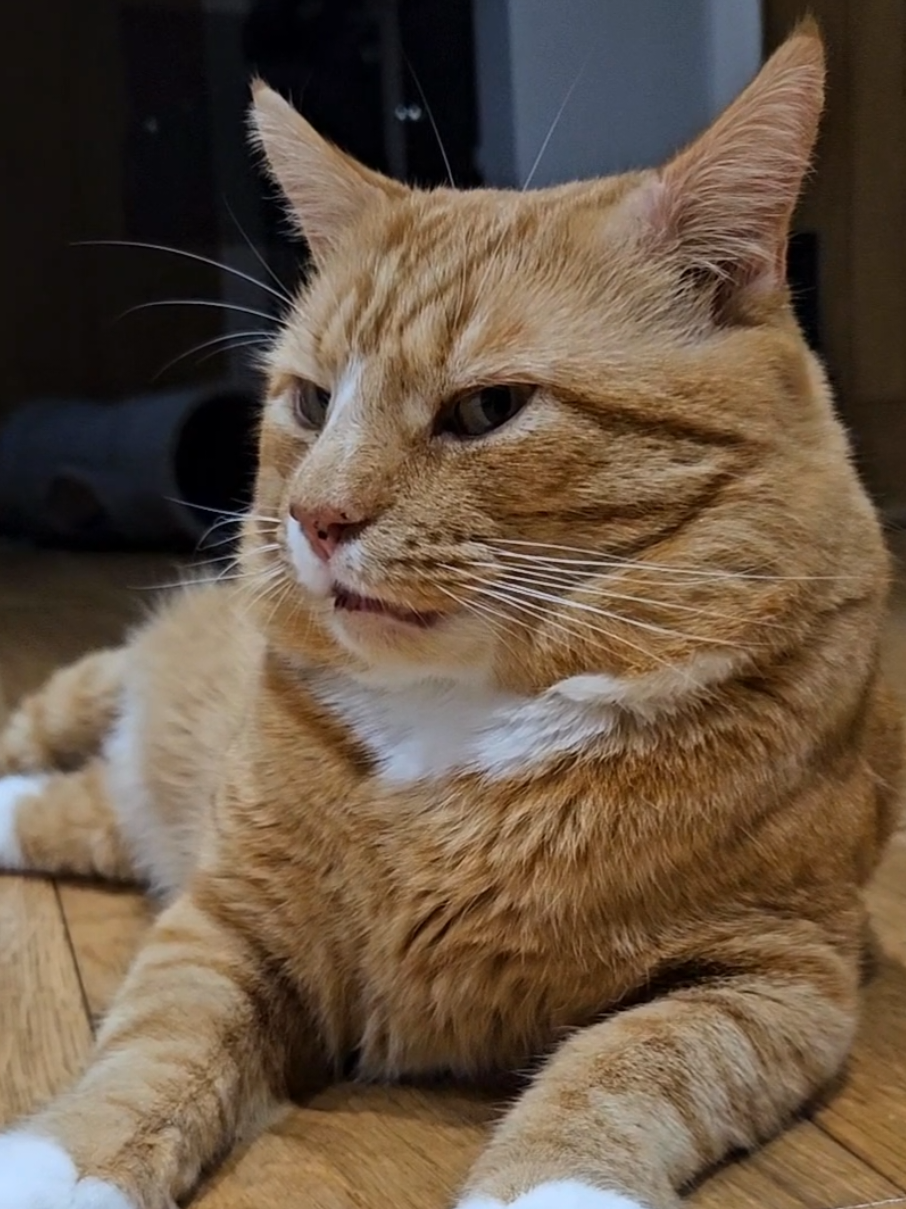 How dare I suggest that Chops doesn't get dinner #fyp #orangecat #hangry #fatcat #funny 
