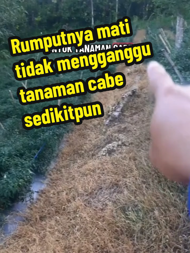 HERBISIDA SABLE PLUS 100 ML menumpas tuntas rumput pada tanaman cabe #herbisidasableplus #herbisidarumput #herbisidaselektifcabe #petani 