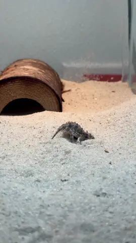 Baby Texas horned lizards burying in the sand is the cutest thing ever! #animals #cuteanimals #babyanimals #reptiles